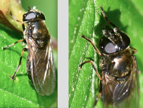 Réf. 340 351 : Cheilosia sp.